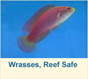 Wrasses - Reef Safe